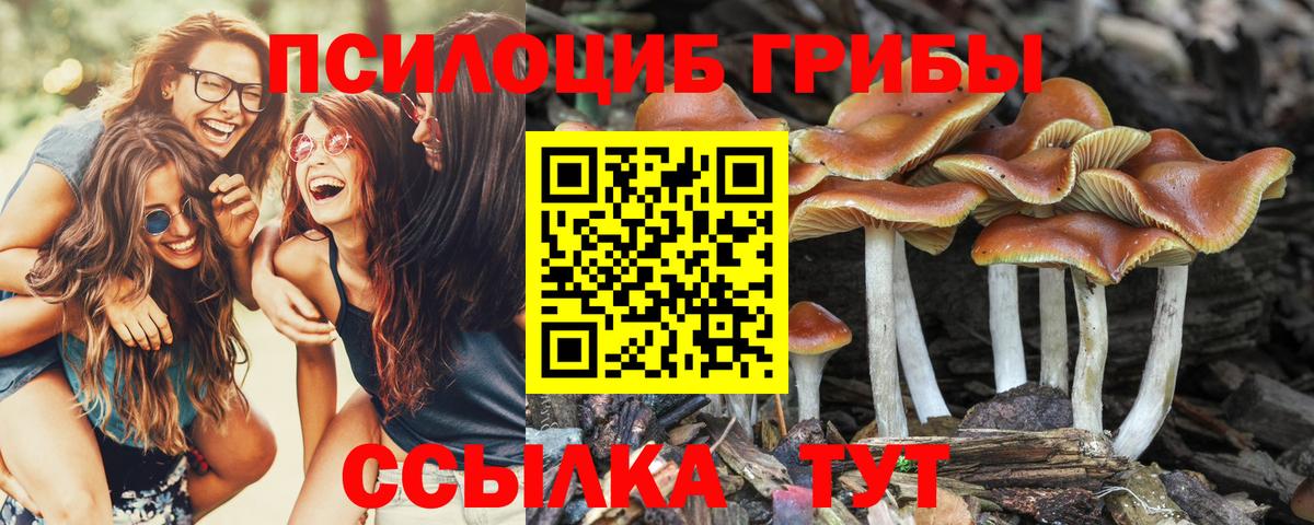 Галлюциногенные грибы MAGIC MUSHROOMS  где продают наркотики  Видное  Вход с VPN  Галлюциногенные грибы GOLDEN TEACHER 